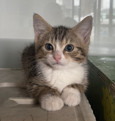 Waldorf - Domestic Short Hair
