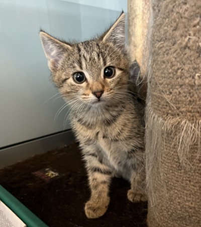 Raffles - Domestic Short Hair