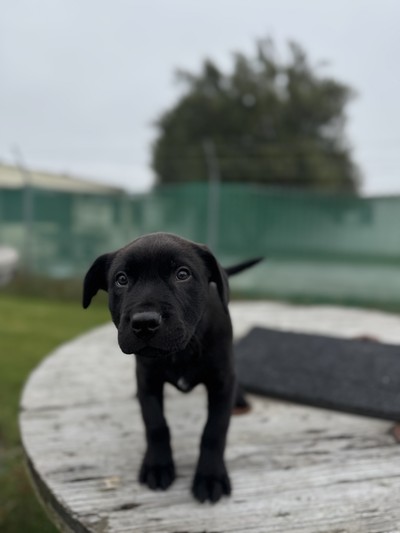 Benedict - Staffy