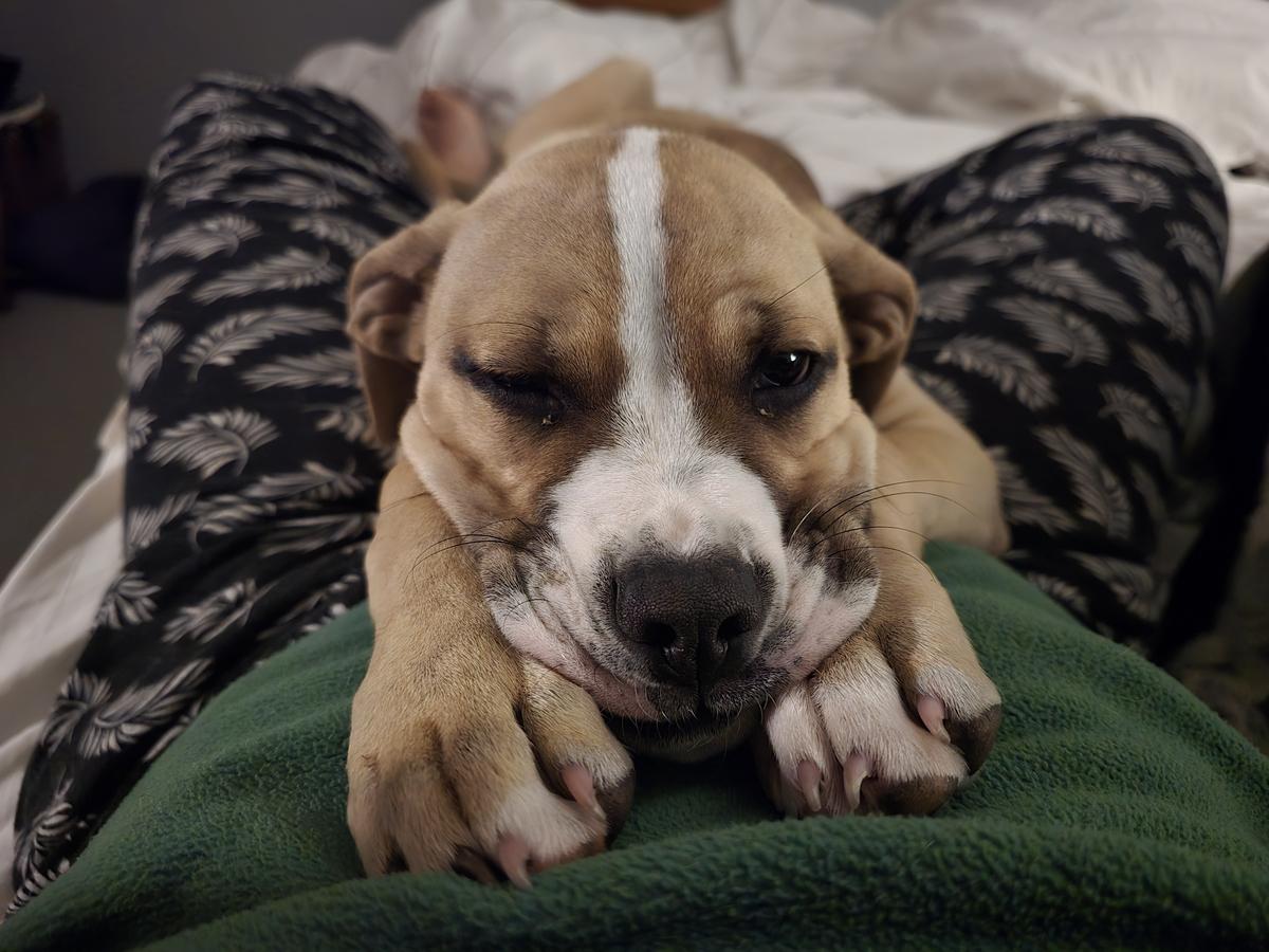 Foster an animal