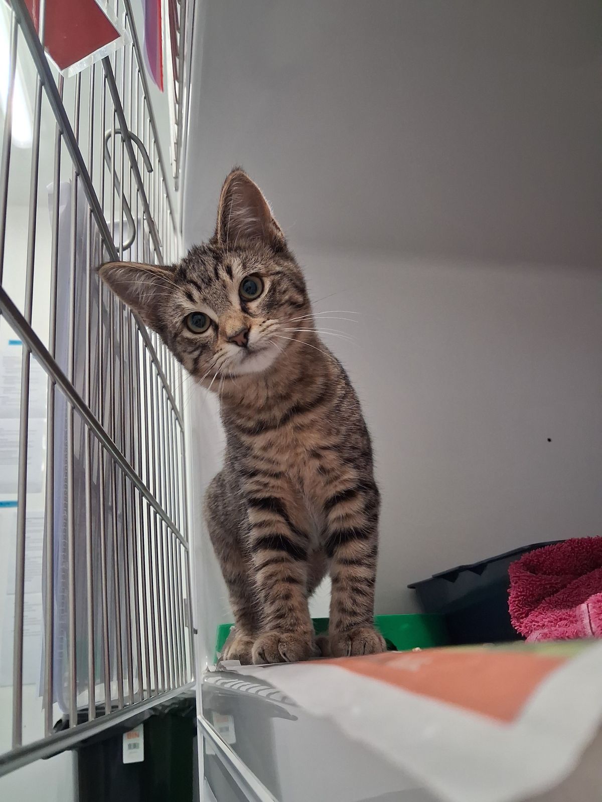 Gallery image: Brownie