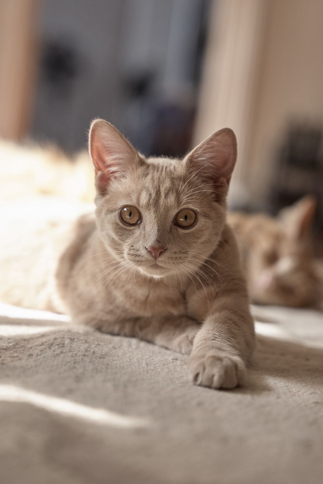 Gallery image: Jasper