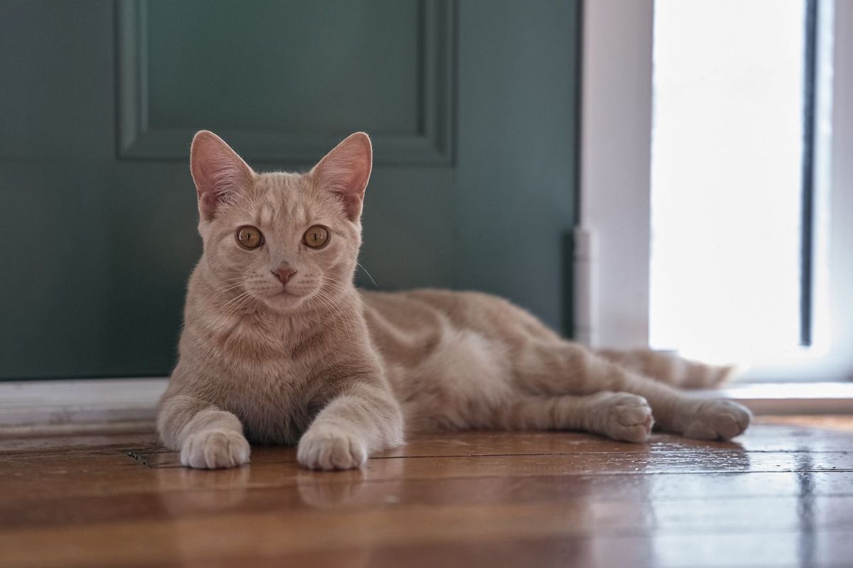 Gallery image: Jasper