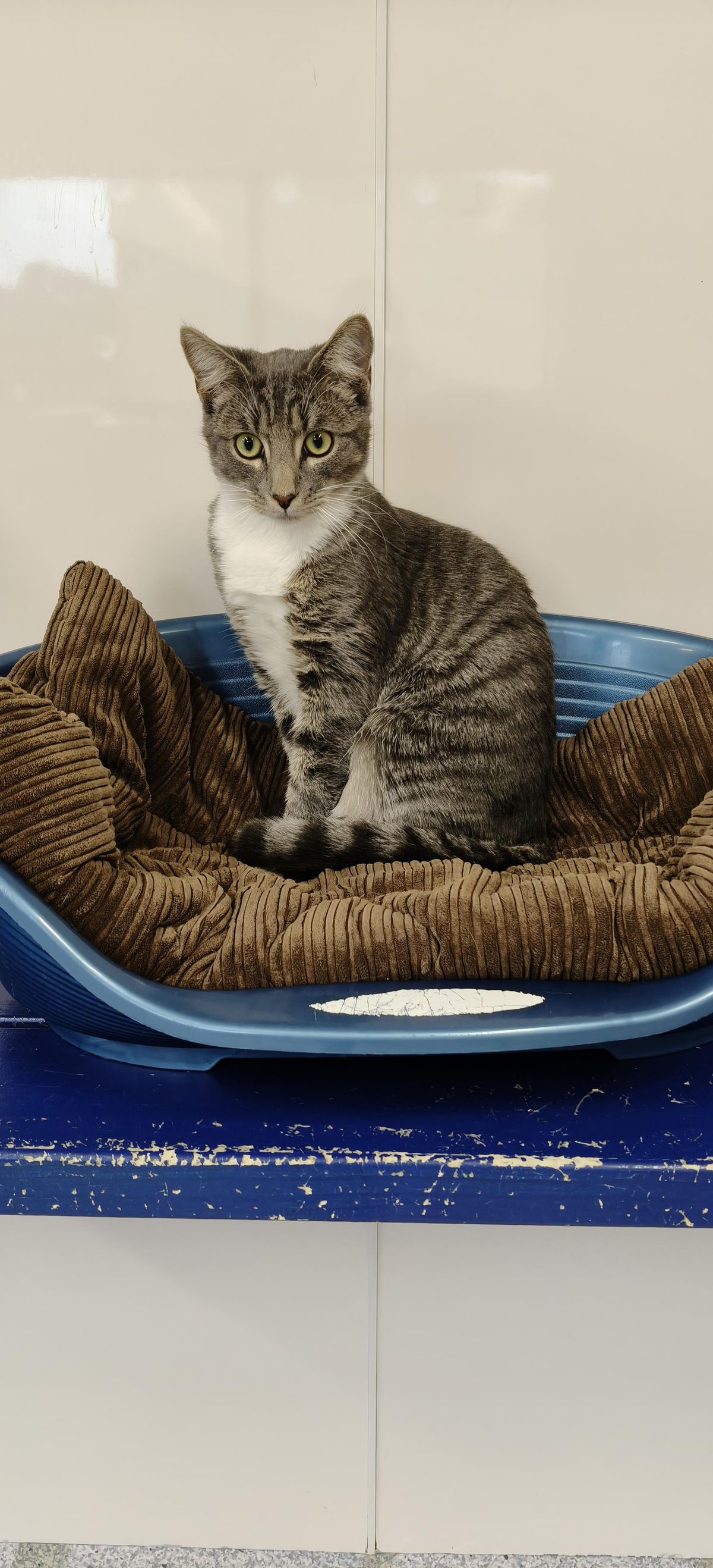 Gallery image: Smokey