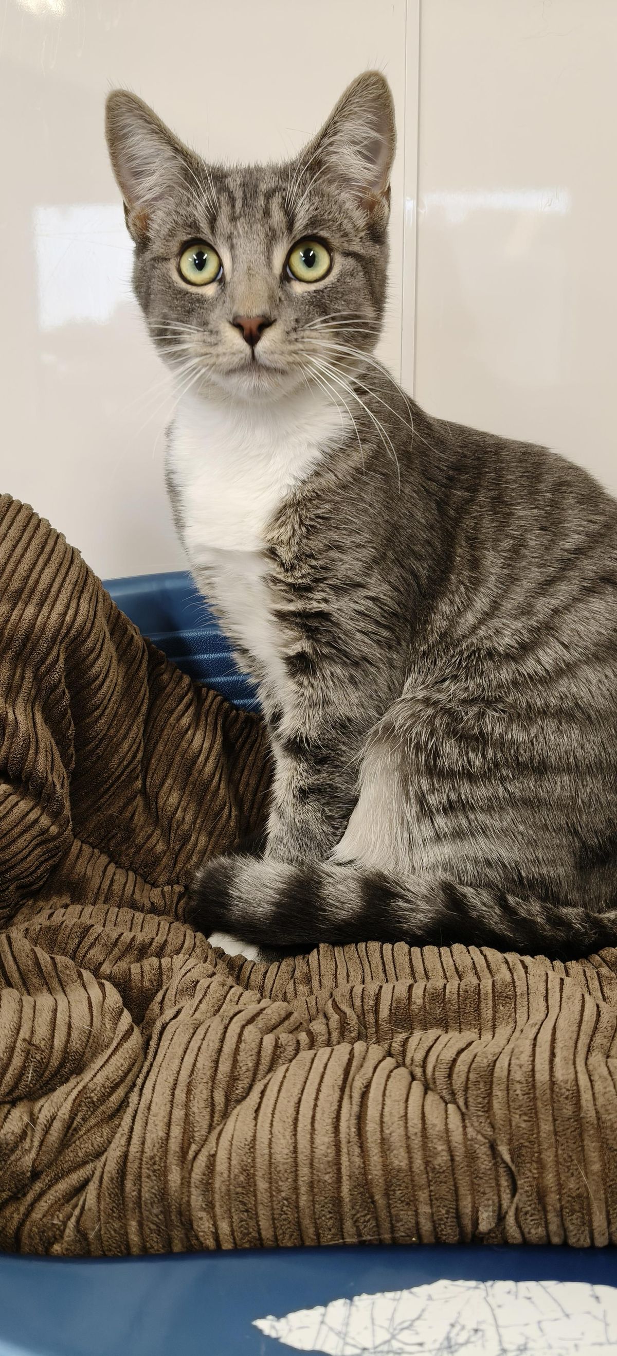 Gallery image: Smokey