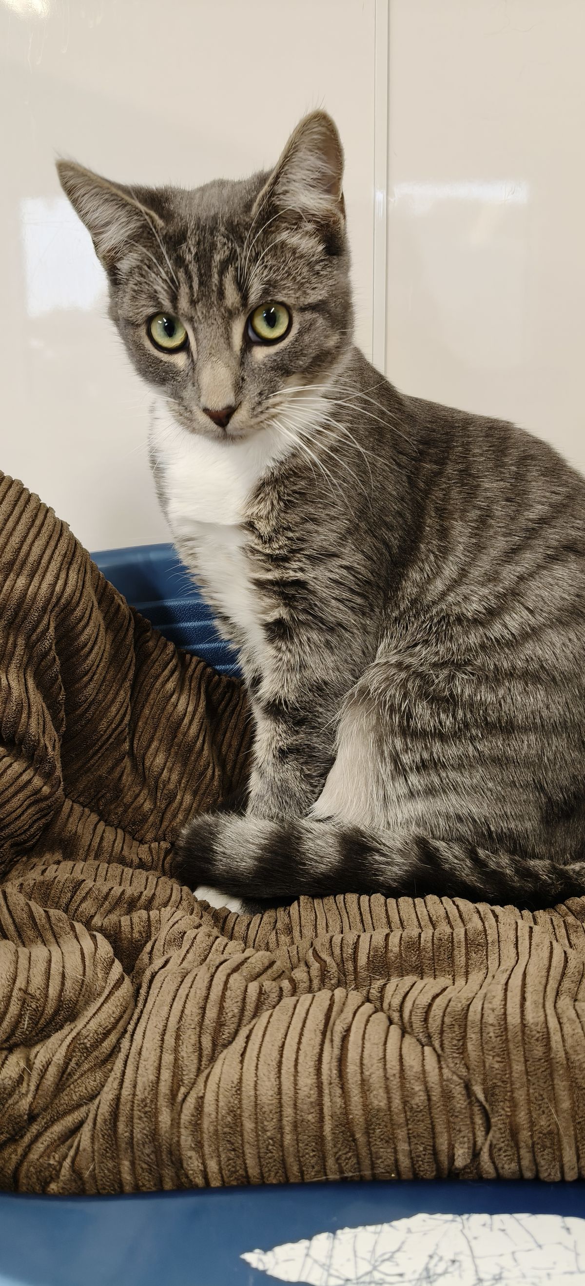Gallery image: Smokey