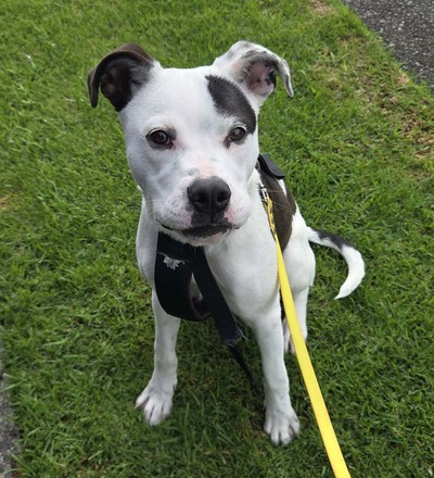 Watson - Medium Cross Breed