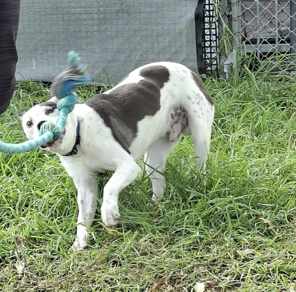 Gallery image: Watson