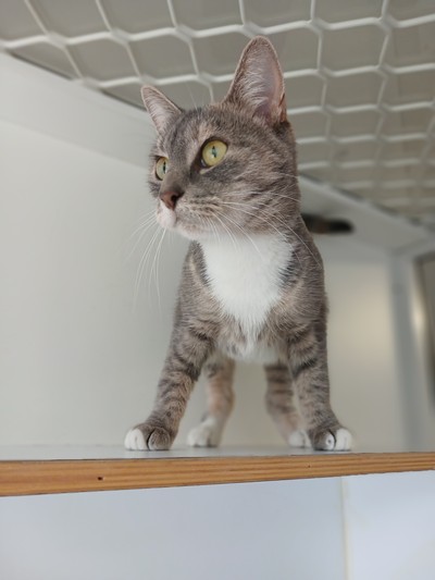 Angelina - Domestic Short Hair