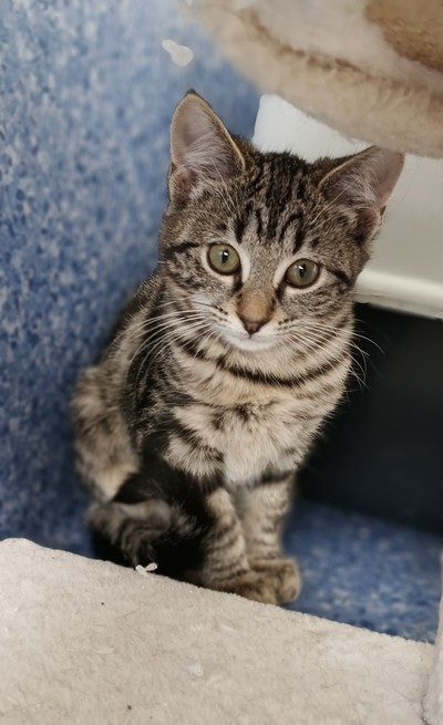 Poppy - Domestic Short Hair