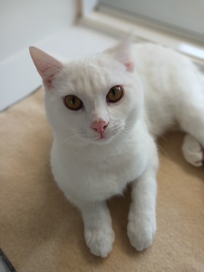 Dexter - Domestic Short Hair