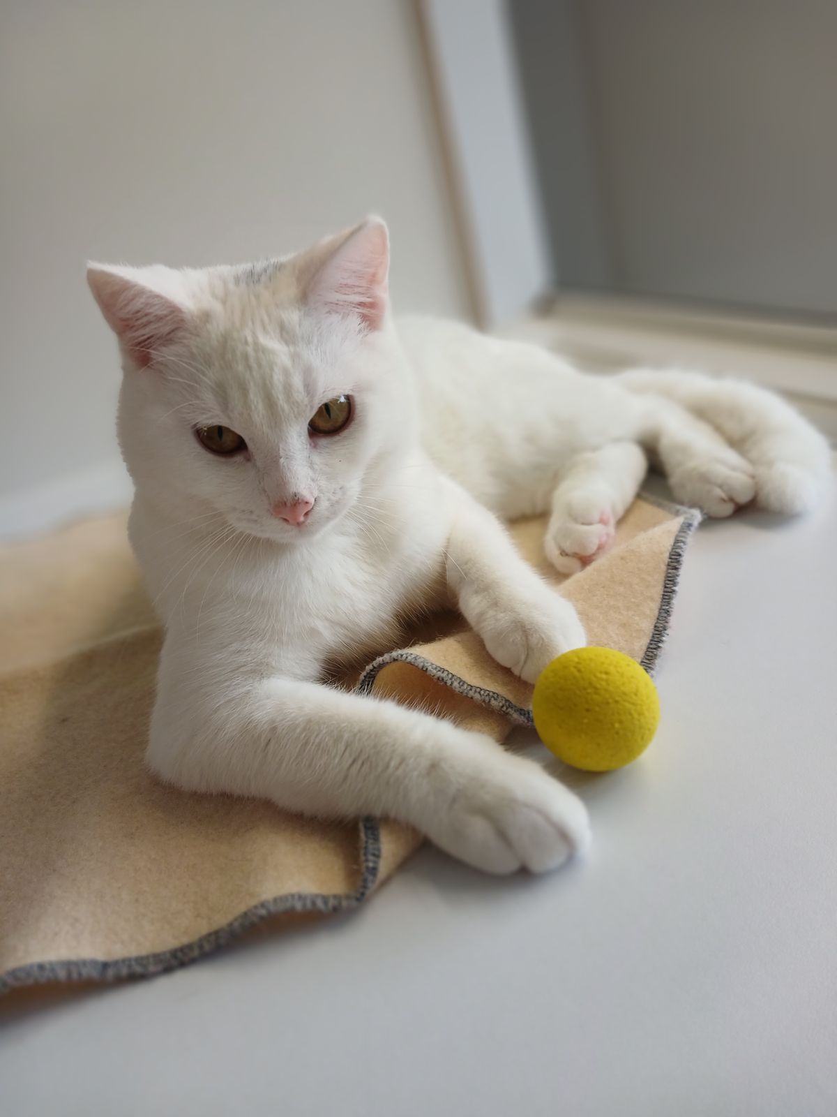Gallery image: Dexter
