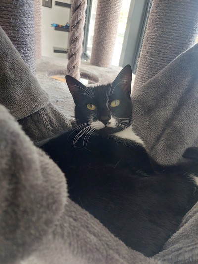 Maggie - Domestic Short Hair