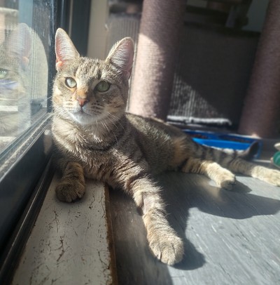 Simone - Domestic Short Hair