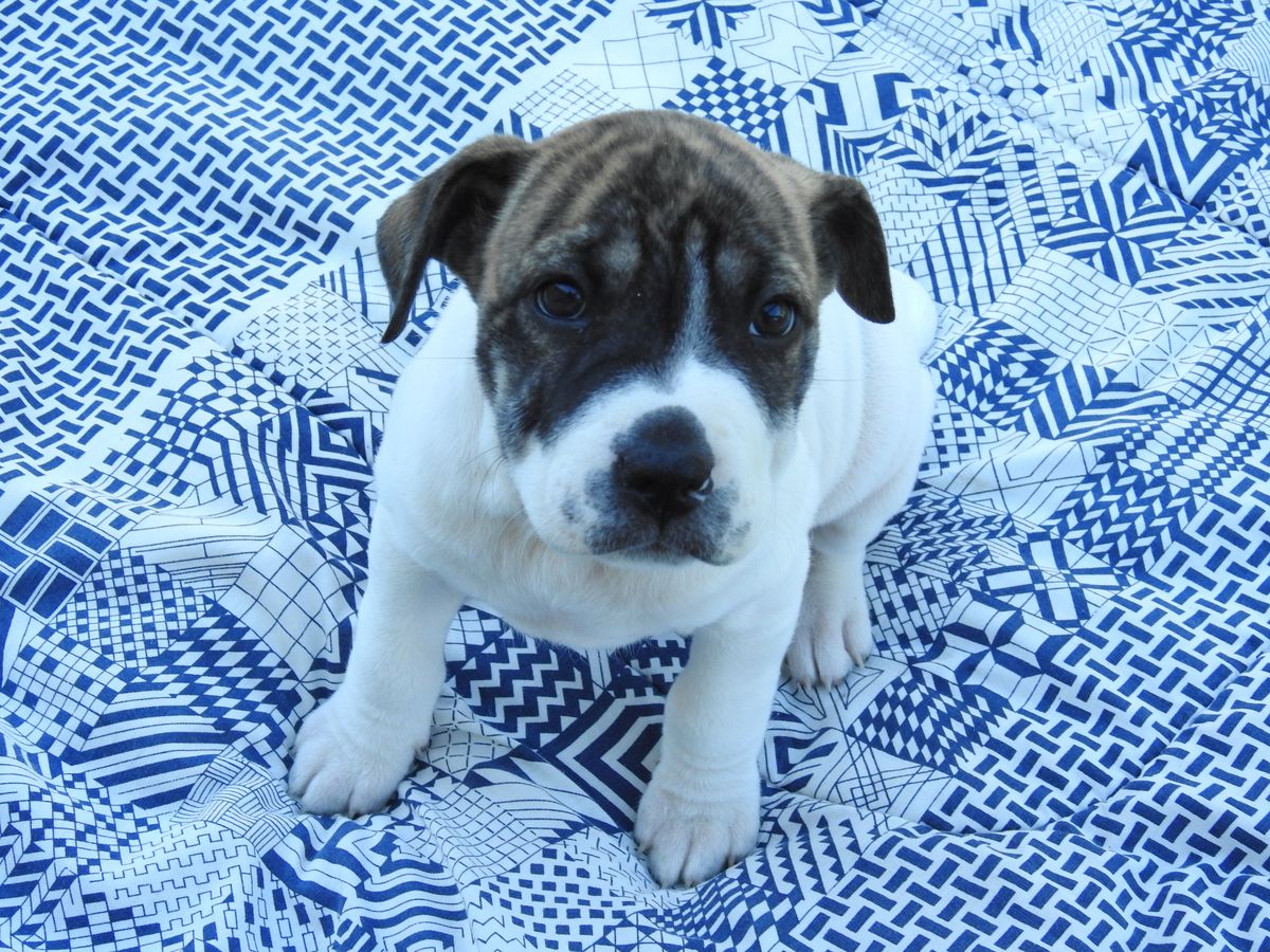 Gallery image: Indigo