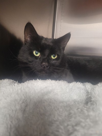 Tony - Domestic Short Hair