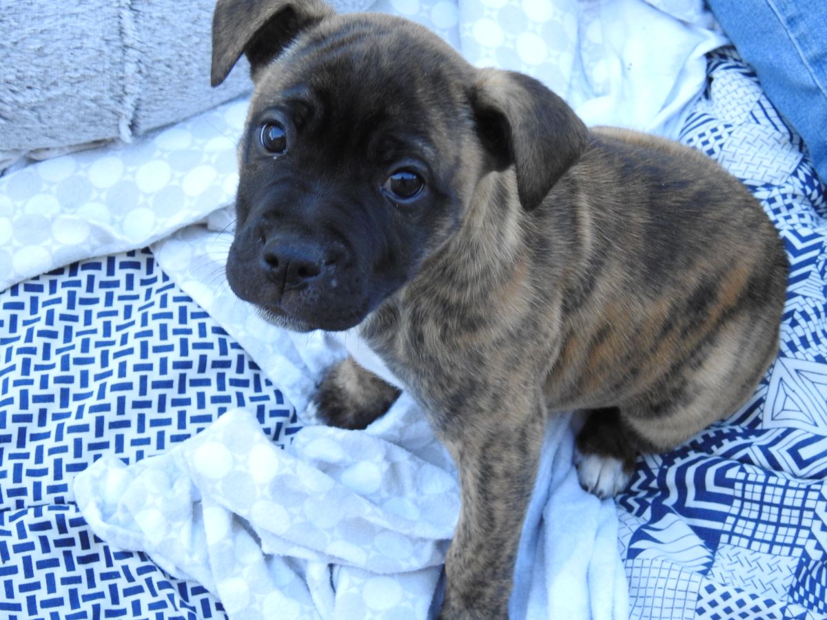 Gallery image: Olive