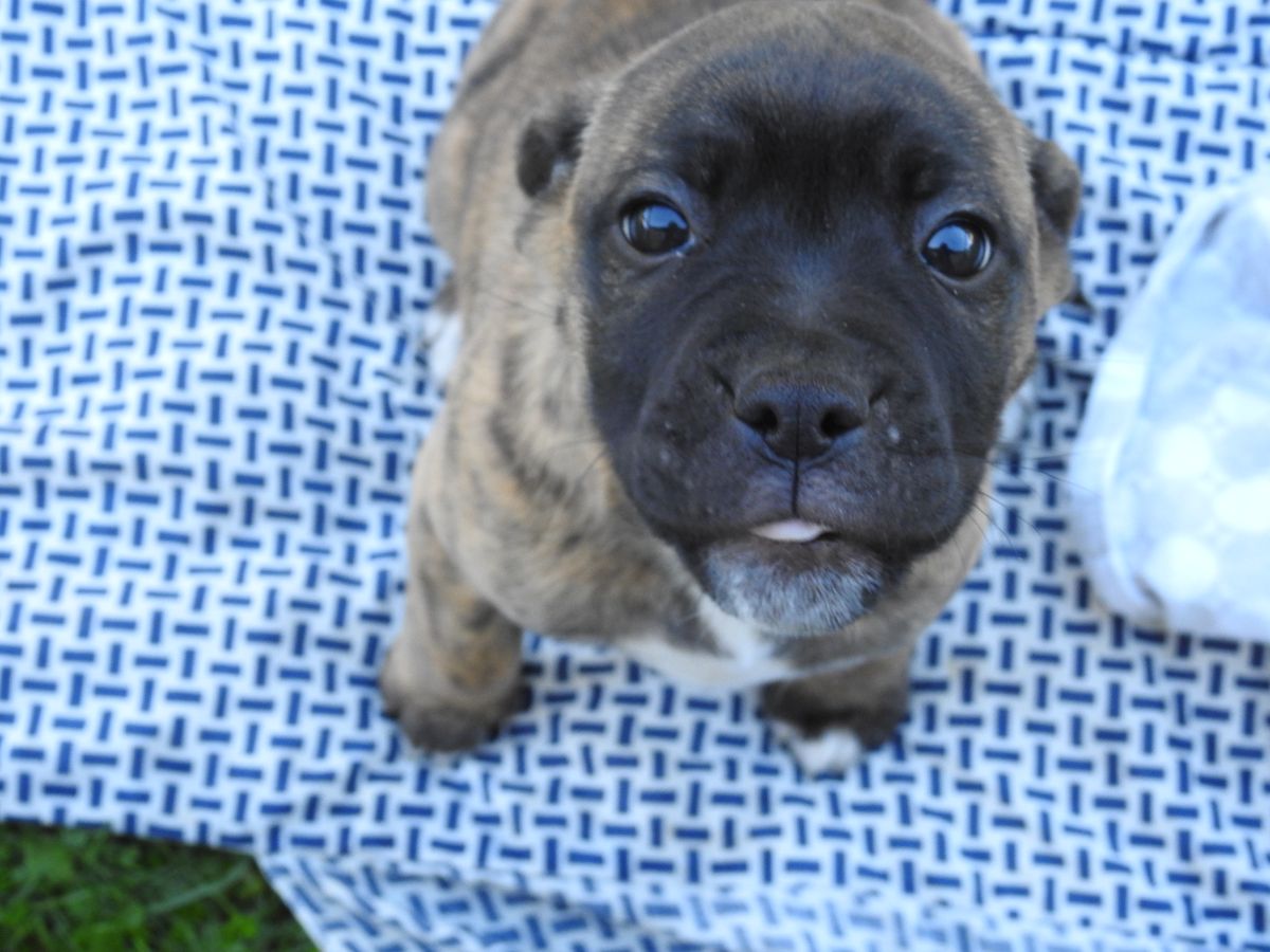 Gallery image: Olive