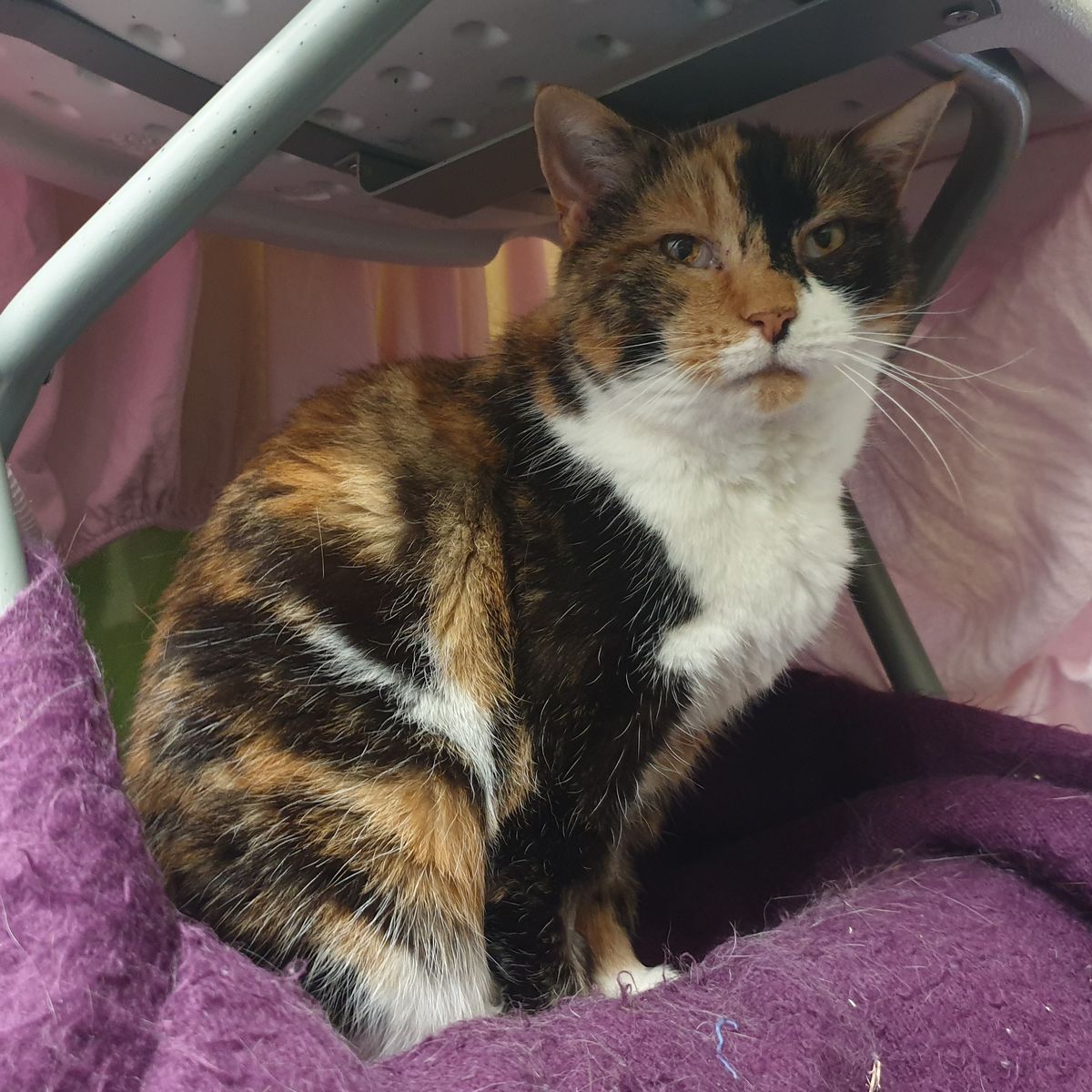 Gallery image: Torti