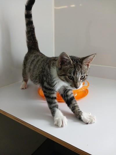 Sam - Domestic Short Hair