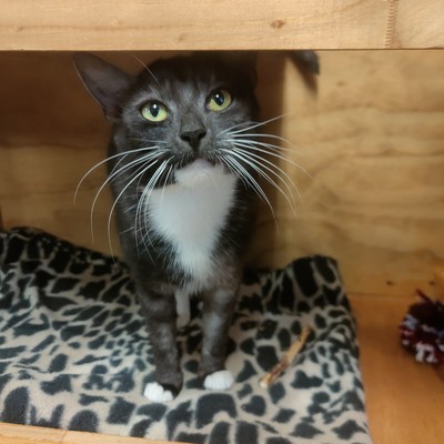 Pebbles - Domestic Short Hair