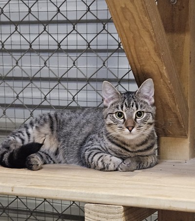 Wrath - Domestic Short Hair