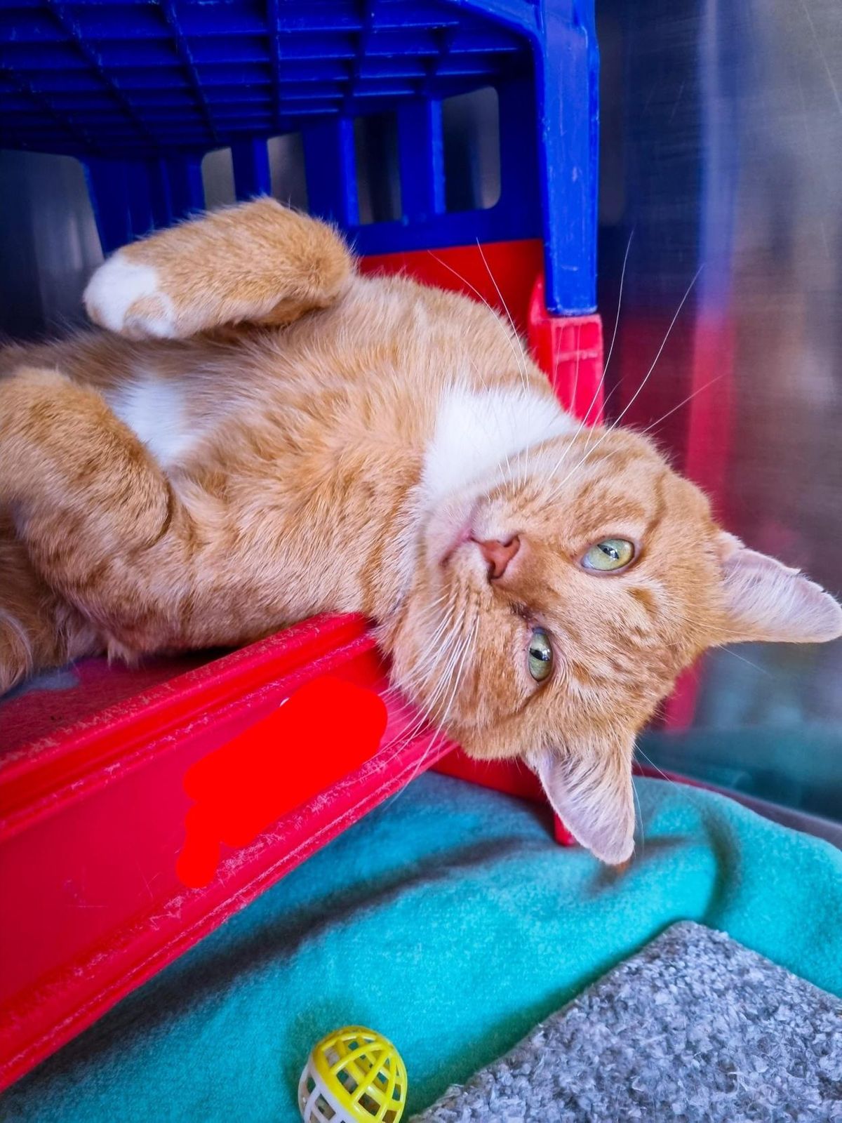 Gallery image: Oscar