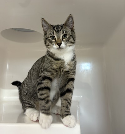 Dan  - Domestic Short Hair