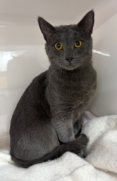 Earl Grey - Domestic Short Hair
