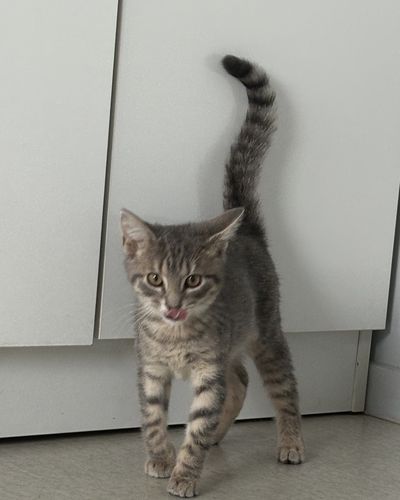 Gizmo
