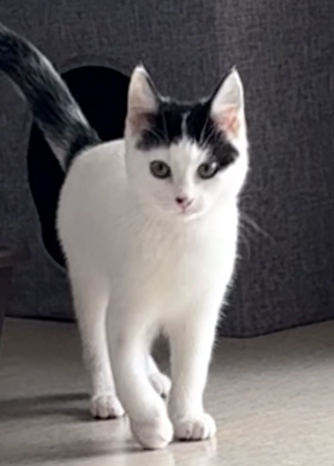 Gallery image: Nala