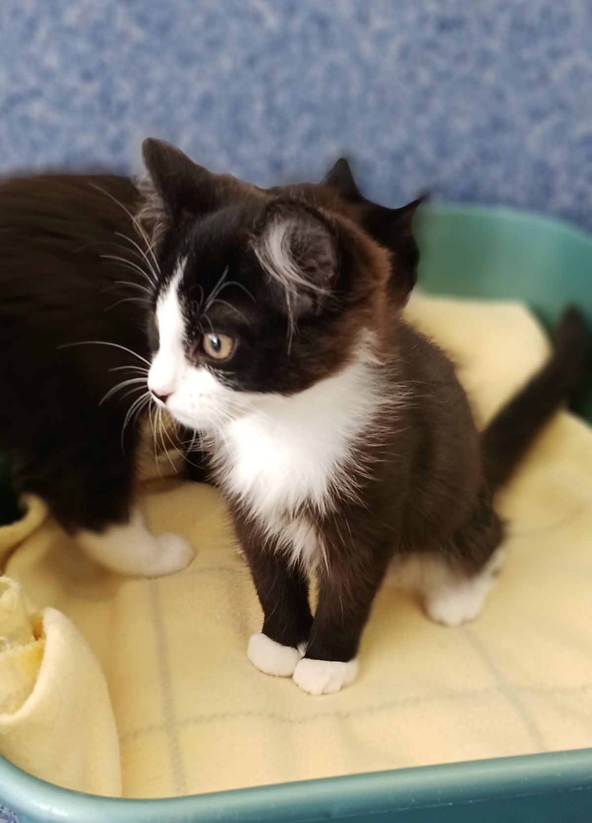 Gallery image: Oreo