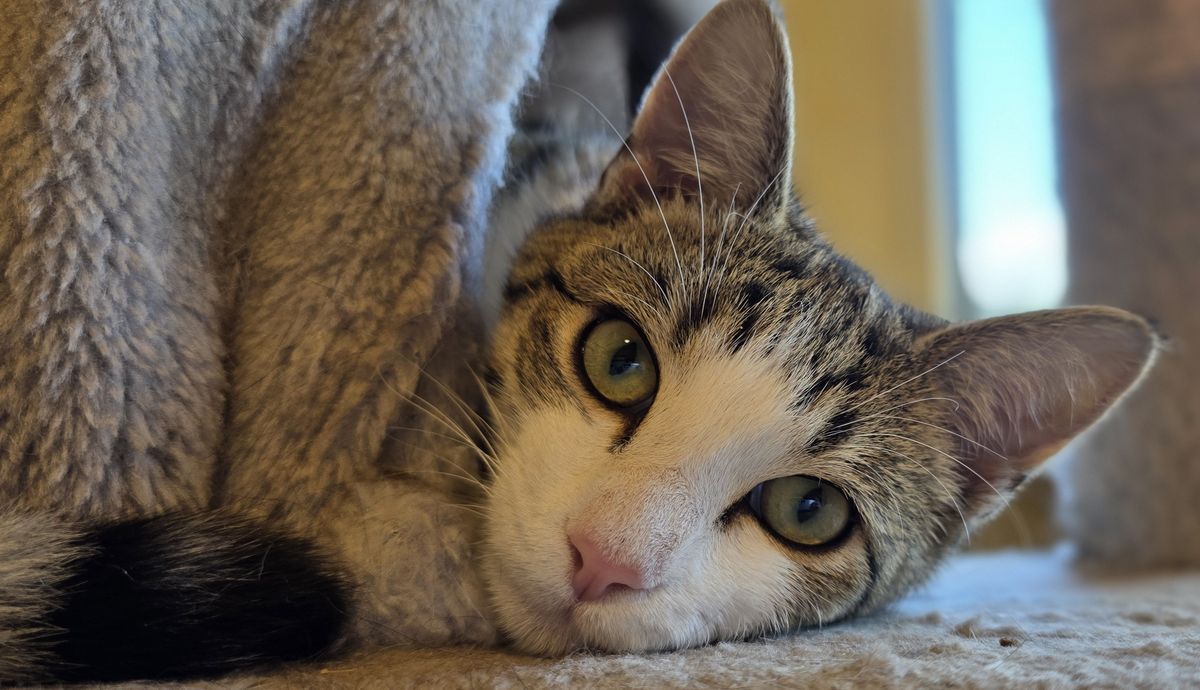 Gallery image: Spot