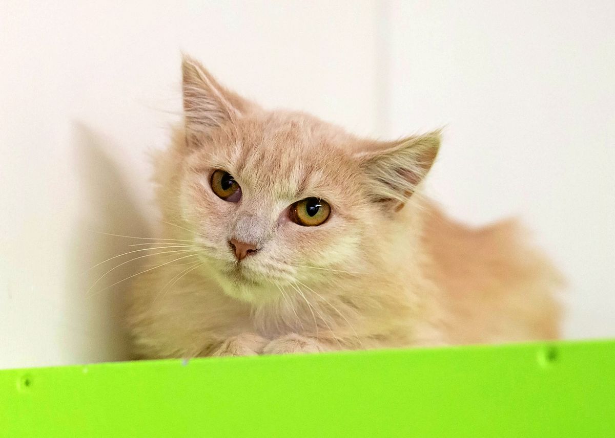 Gallery image: Crumpet