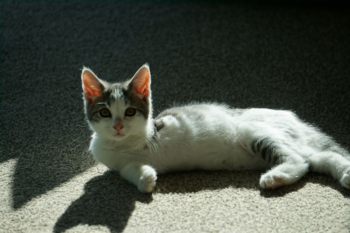 Gallery image: Amelia