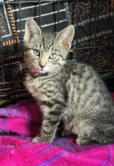 Xenos - Domestic Short Hair