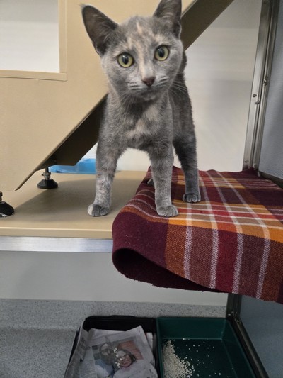 Stella - Domestic Short Hair