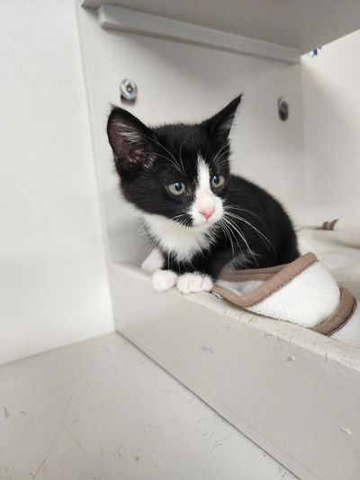 Simon