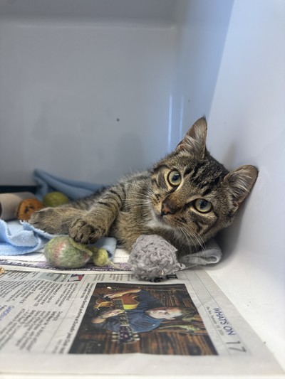 Waffle - Domestic Short Hair