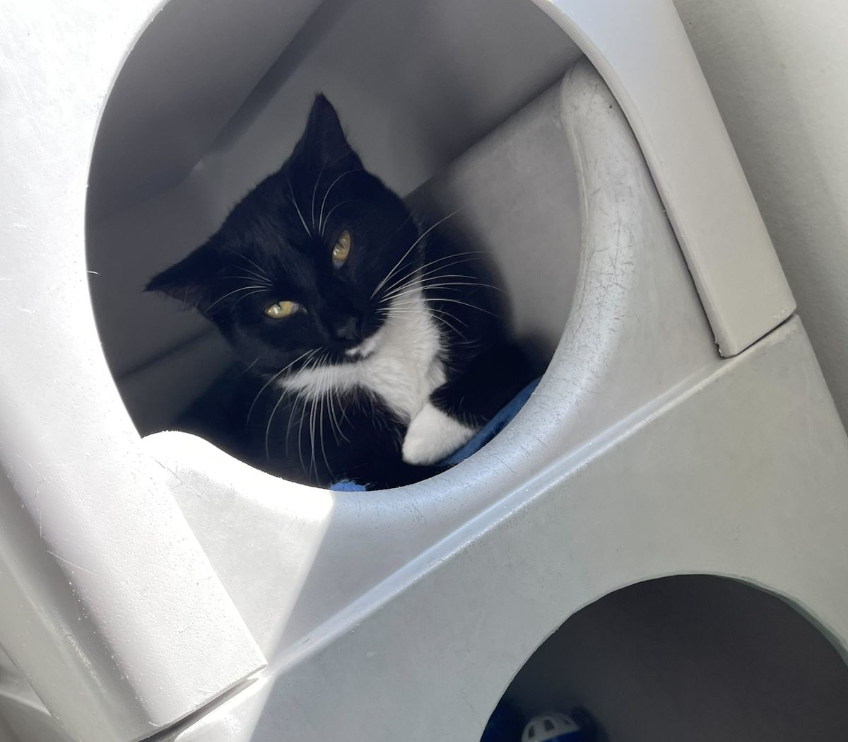 Gallery image: Oreo