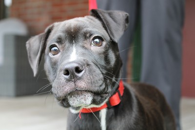 Koda - Staffy