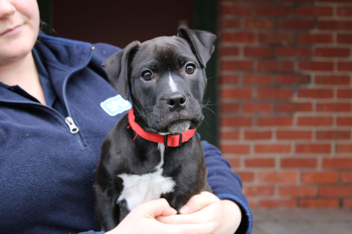 Gallery image: Koda