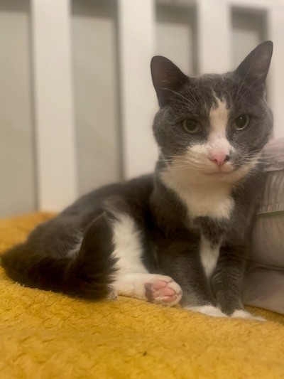 Astrid - Domestic Short Hair