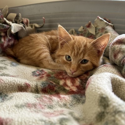 Blaze - Domestic Short Hair