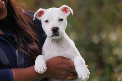 Papaya - American Bulldog