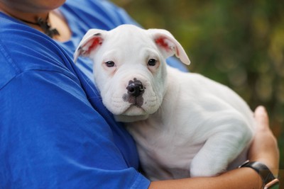 Mango - American Bulldog