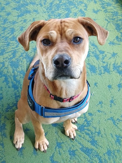 Keala - Medium Cross Breed