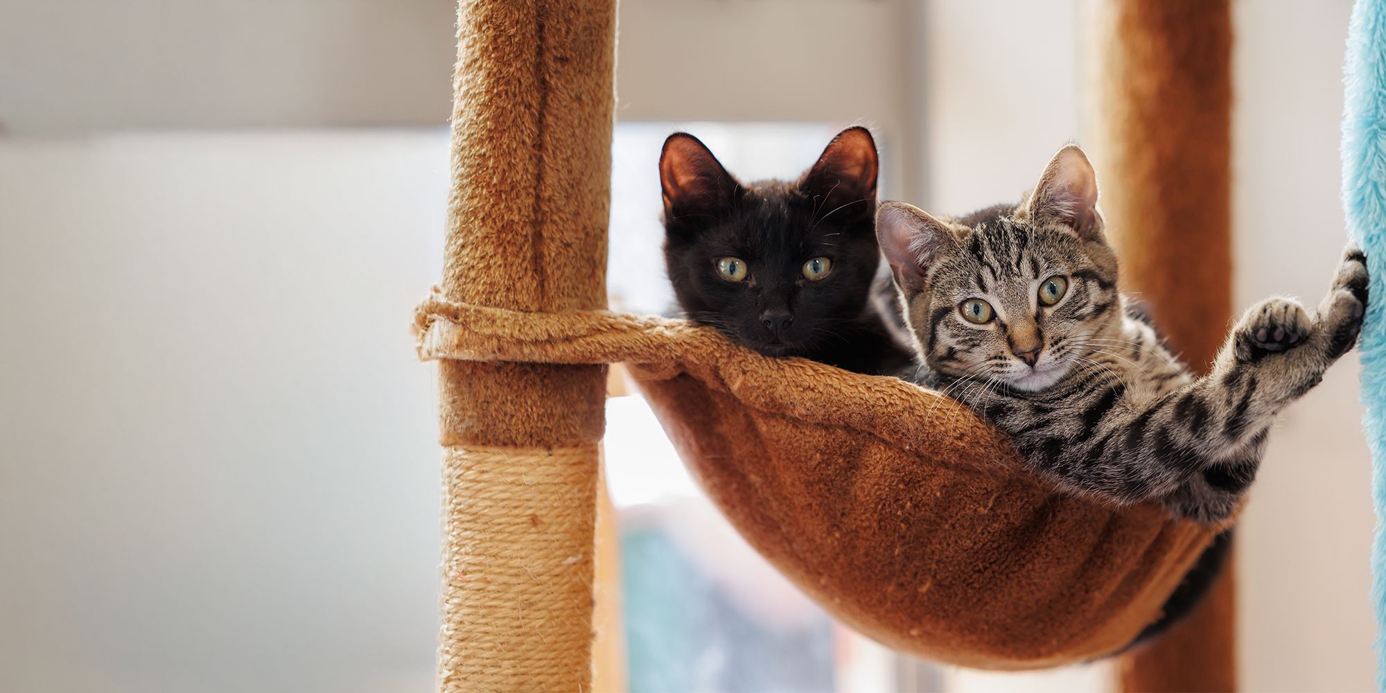 Is your pet picture pawfect?