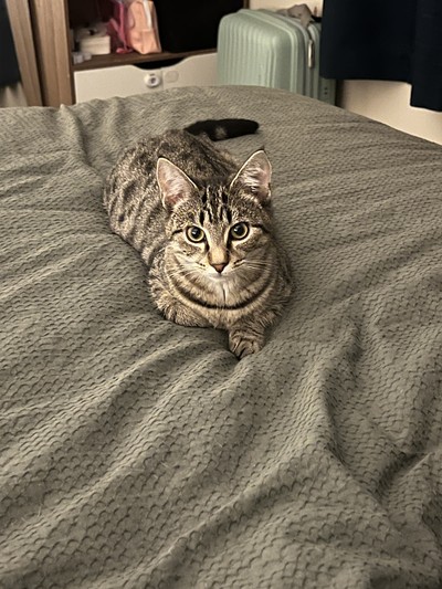 Claire - Domestic Short Hair