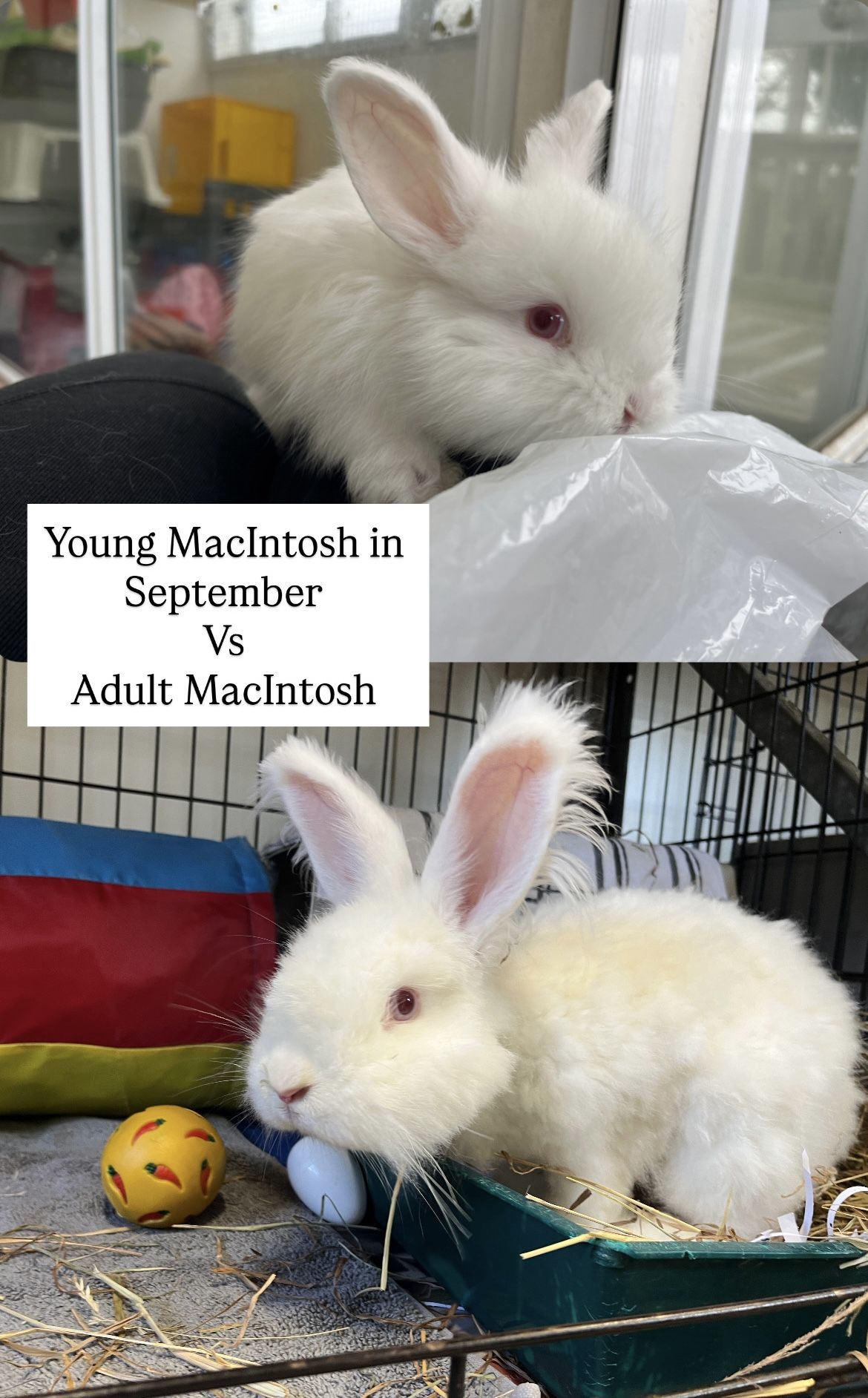 Gallery image: MacIntosh